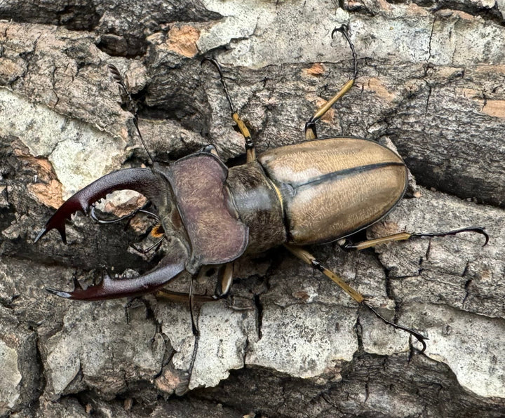 【WD】《デラバイミヤマ 45.5mmペア》