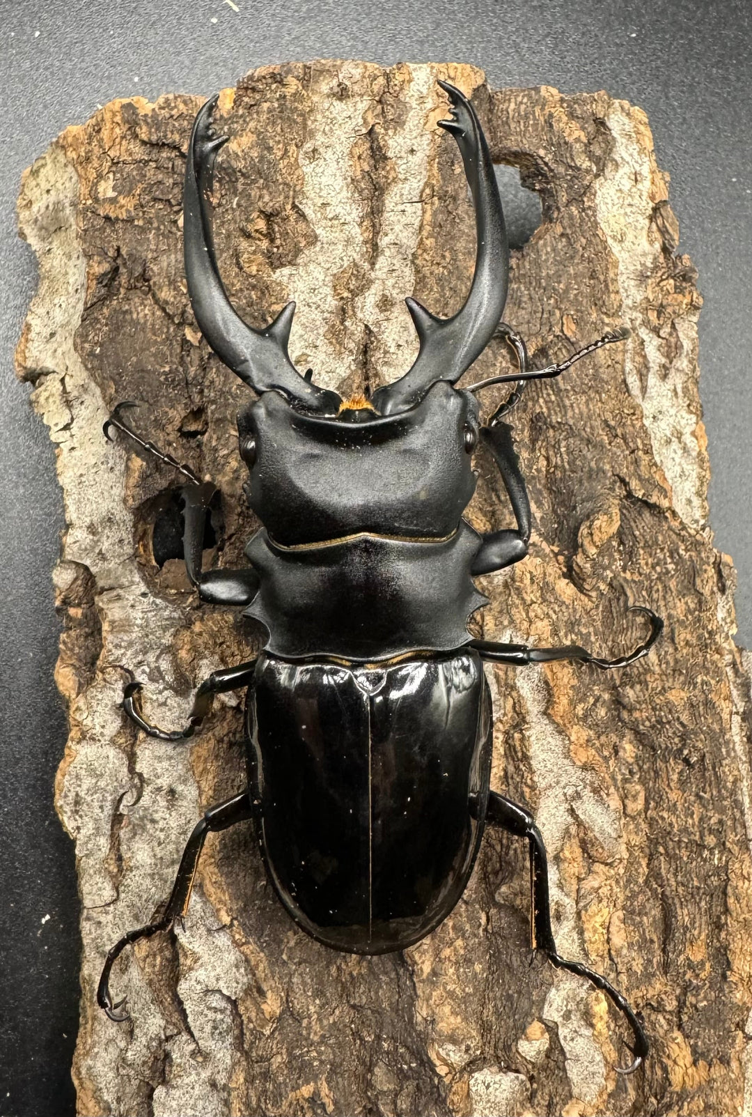 【WD】《インターメディアツヤクワガタ 88mm ペア》