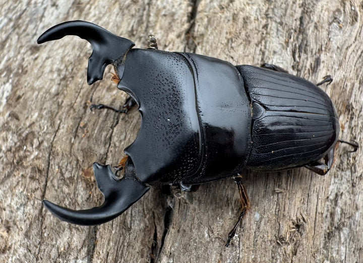 【WD】《プンクティペンニスネブト 40.5mm ペア》