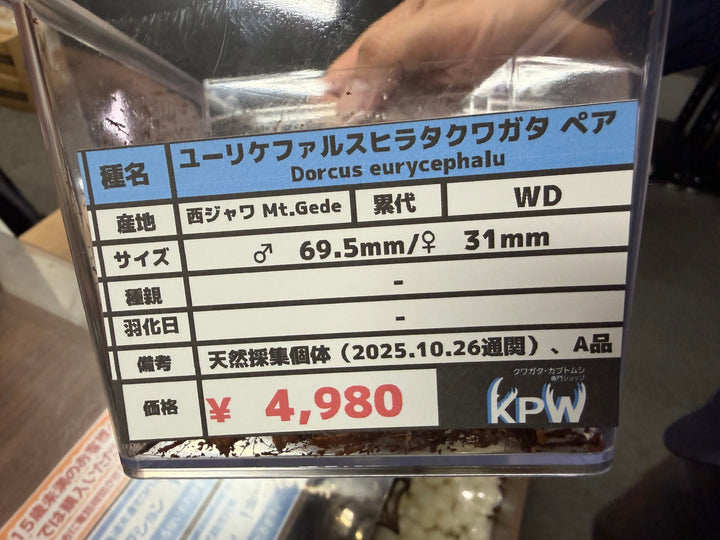 【WD】《ユーリケファルスヒラタ 69.5mm ペア》