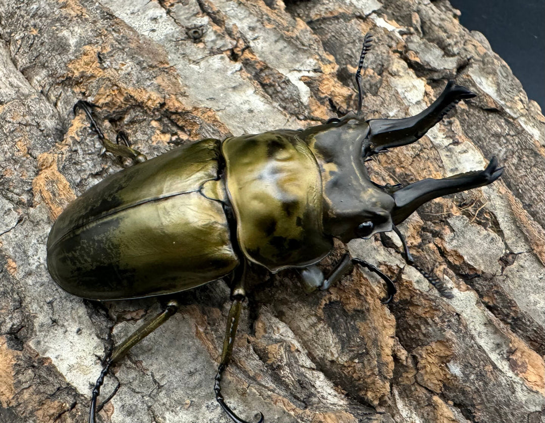 【F0】《ローゼンベルグオウゴンオニ 73mm ペア》