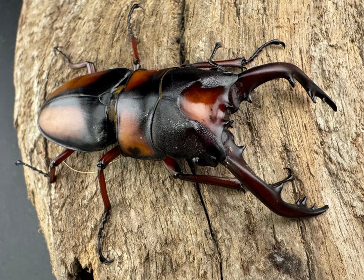 《ミラビリスノコギリクワガタ 61mm ペア》