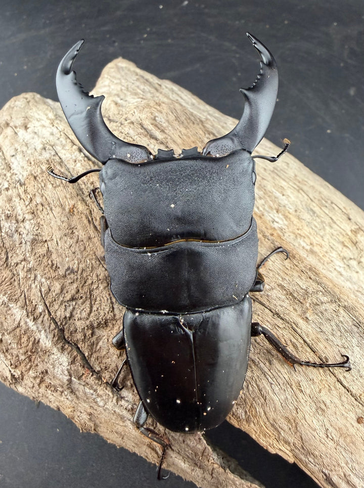 【WD】《スラウェシオオヒラタ 南スラウェシ産 81mm ペア》