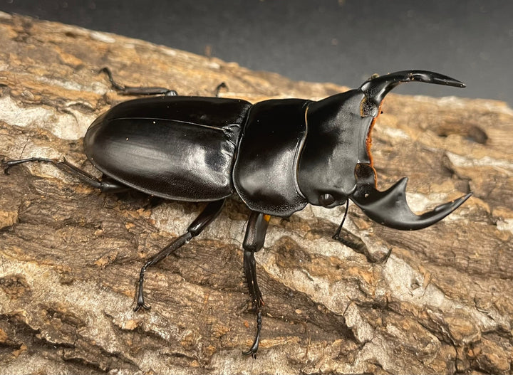 極太系《マレーアンタエウスオオクワ 68mm ペア》