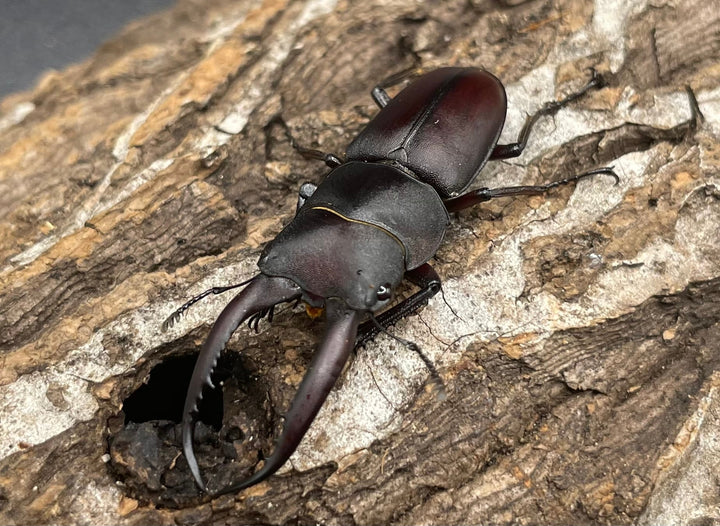 【WD】《グラキリスノコギリヒラタクワガタ 41mm ペア》