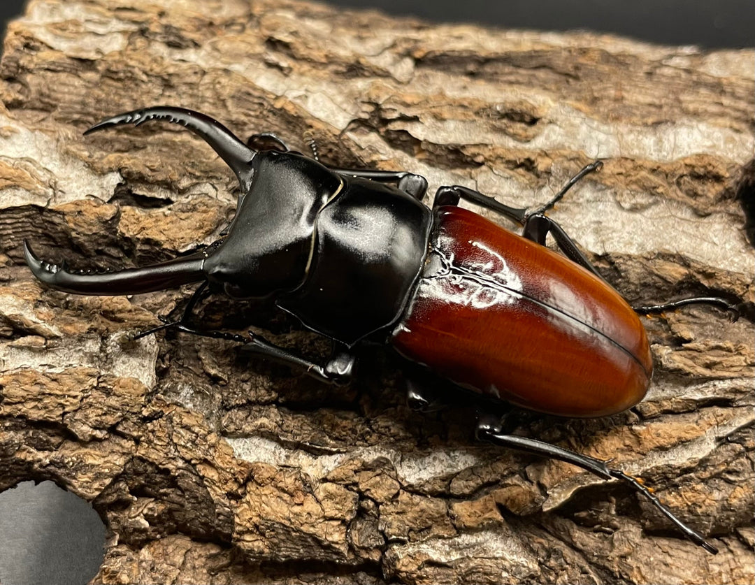 《アローコクワ亜種リエン 64mm ♂♀♀トリオ》