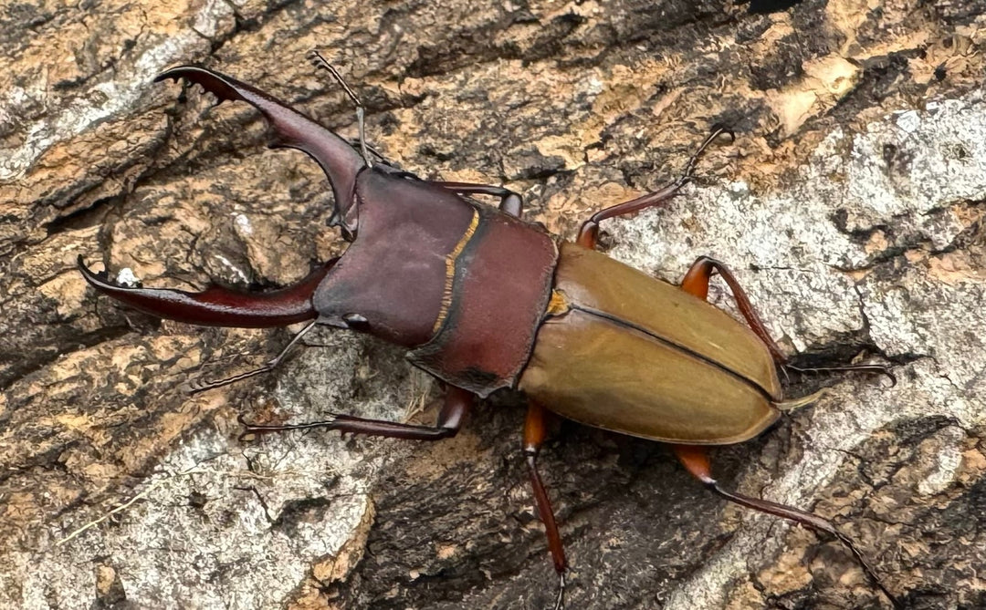 《ブルメイスターホソクワ ペア》コロ助氏ブリード個体