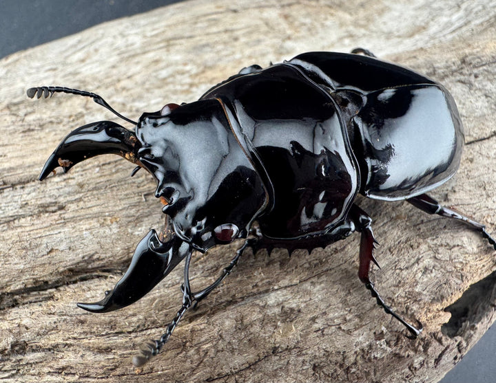 【赤目】《赤レギウスオオツヤクワガタ 61mm ペア》