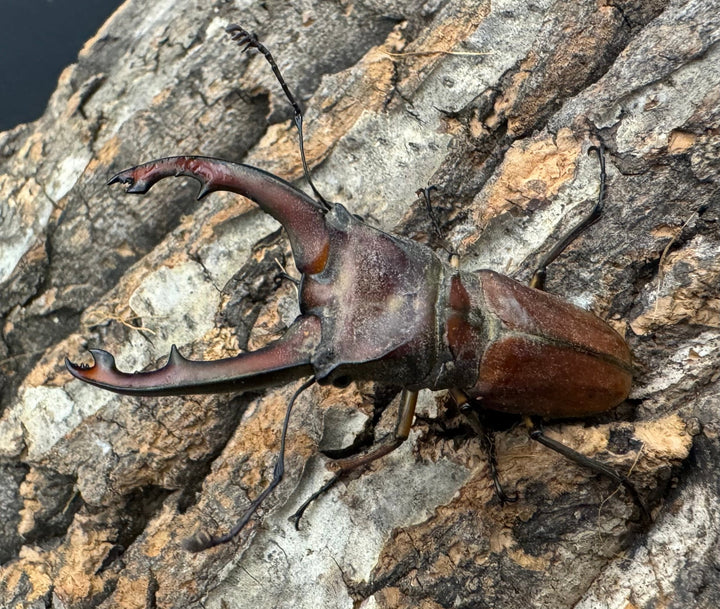 【WD】《ズベールホソアカ 55mm ペア》