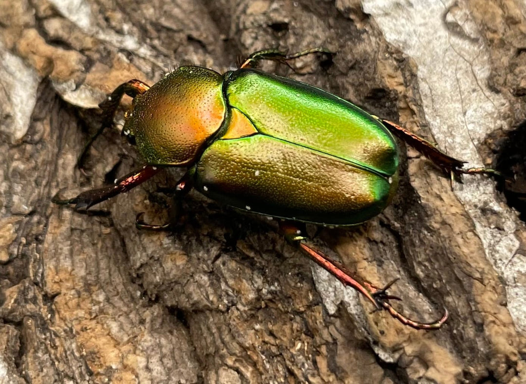 【WD】美麗種《ロドリゲスヒメカブトハナムグリ 32mm ペア》