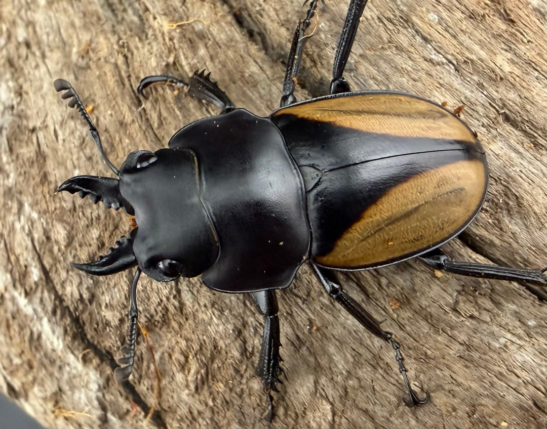 【WD】《パリーマルバネクワガタ 35.5mm ペア》