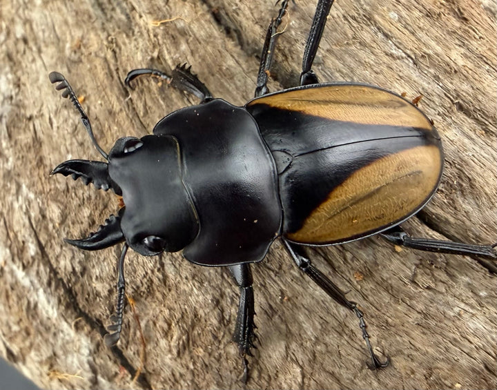 【WD】《パリーマルバネクワガタ 35.5mm ペア》