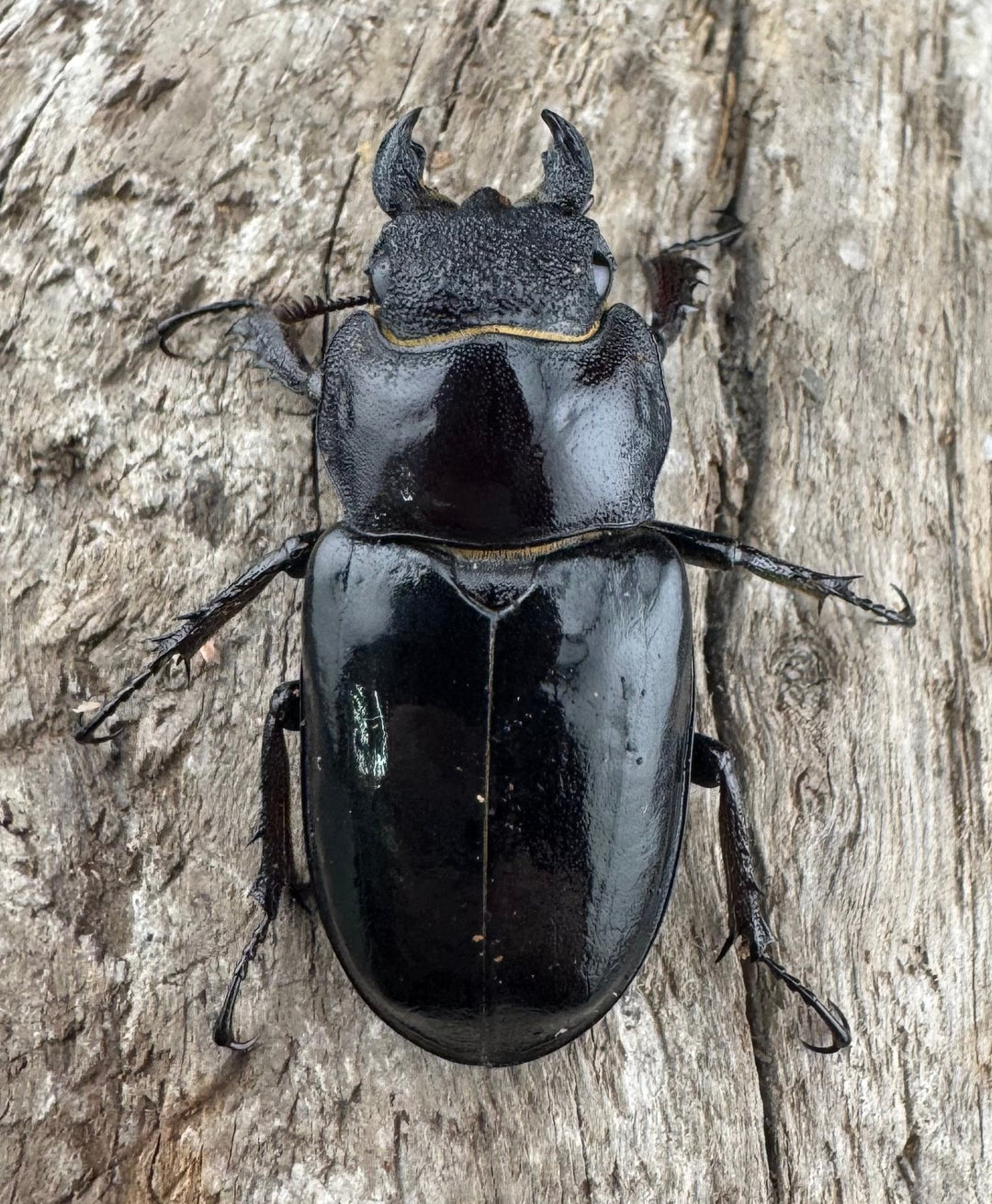 【WF1】《クリイロミヤマ 秀林郷産 44mm ペア》