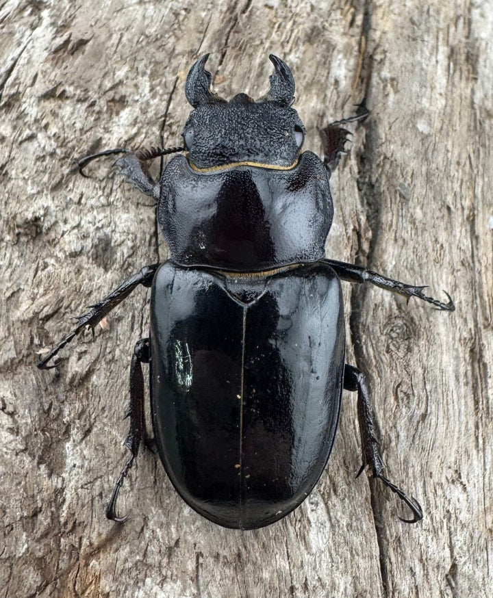 【WF1】《クリイロミヤマ 秀林郷産 44mm ペア》