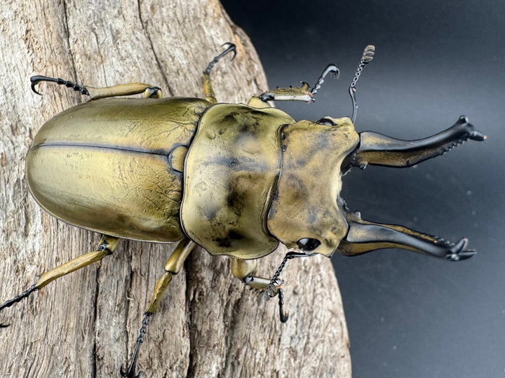 【F0】《ローゼンベルグオウゴンオニクワガタ 69mm ペア》