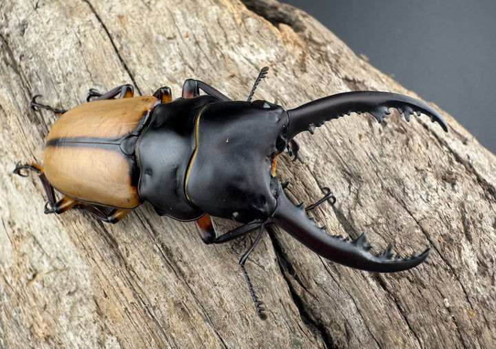 【WF3】《ブルイジンノコギリ原名亜種 49.5mm ♂単》