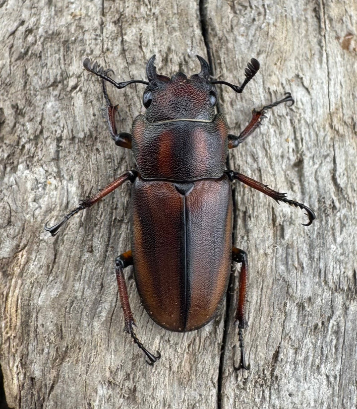 【WD】《ズベールホソアカ マラグサン産 52.5mm ペア》