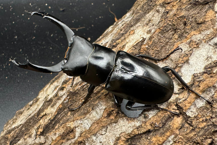 【WD】《ブラナウンコクワ 貢山産 61mm ペア》