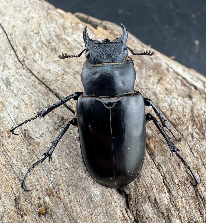 【WD】《ミンイミヤマクワガタ 32mm ペア》