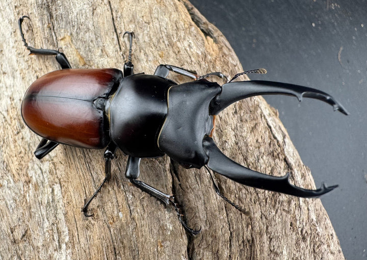 【WD】《マクレイコクワ 雲南省産 60mm ペア》