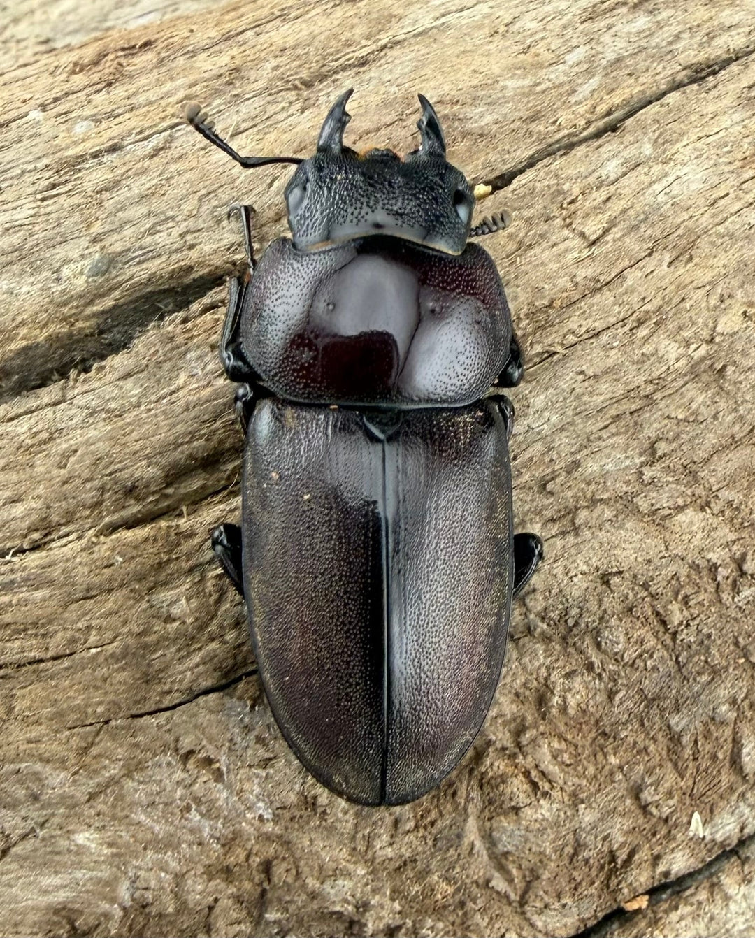《ミシマコクワガタ 硫黄島産 43.5mm ♂♀♀トリオ》