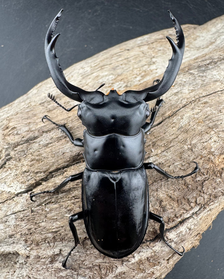 【WD】《ウエストウッディ亜種カズミアエ 雲南省産 76mm ペア》