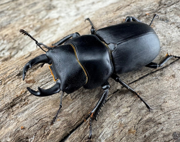 【WD】《ダビディスコクワガタ 32mm ペア》