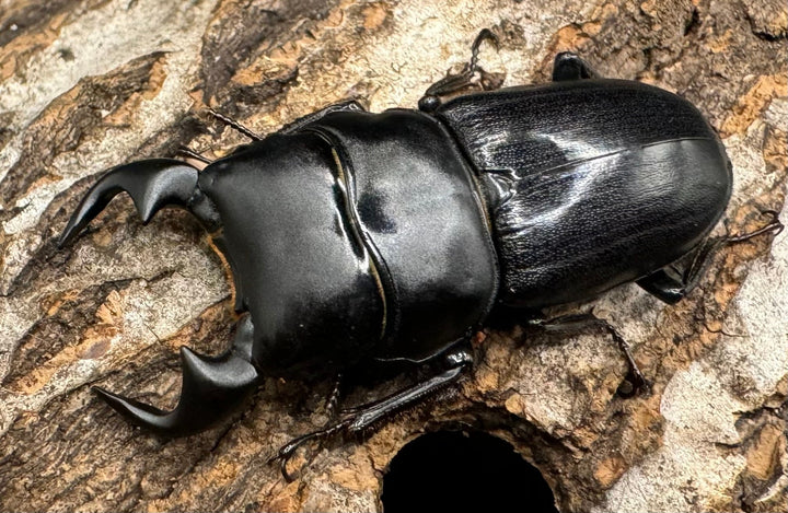 【WD】《ドルクス リンビン 42mm ♂♀♀トリオ》