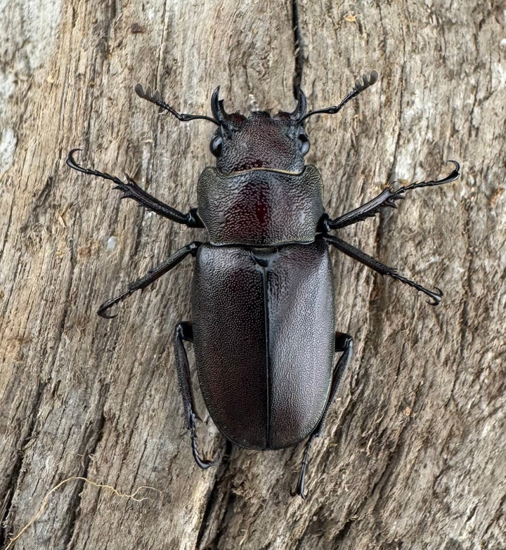 《メタリフェルホソアカ亜種サンギレンシス 70.5mm ペア》