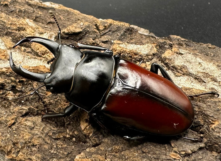 【WD】《チベット産 ドンキエルコクワ原名亜種 51mm ペア》