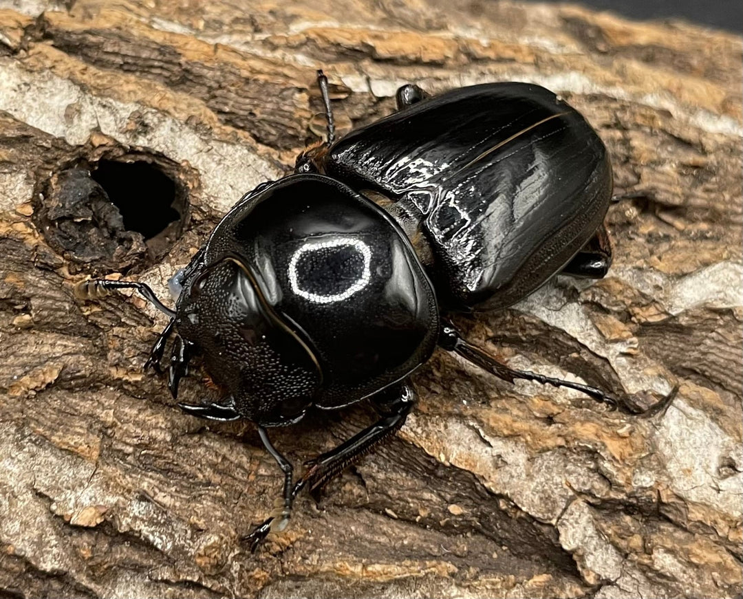 《インドグランディス亜種moriyai Garda95.0血統 80mm ♂♀♀トリオ