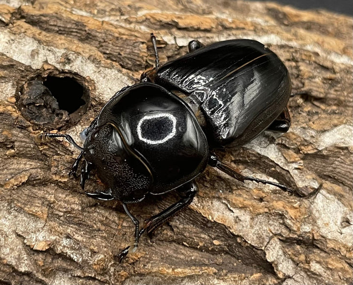 《インドグランディス亜種moriyai Garda95.0血統 80mm ♂♀♀トリオ