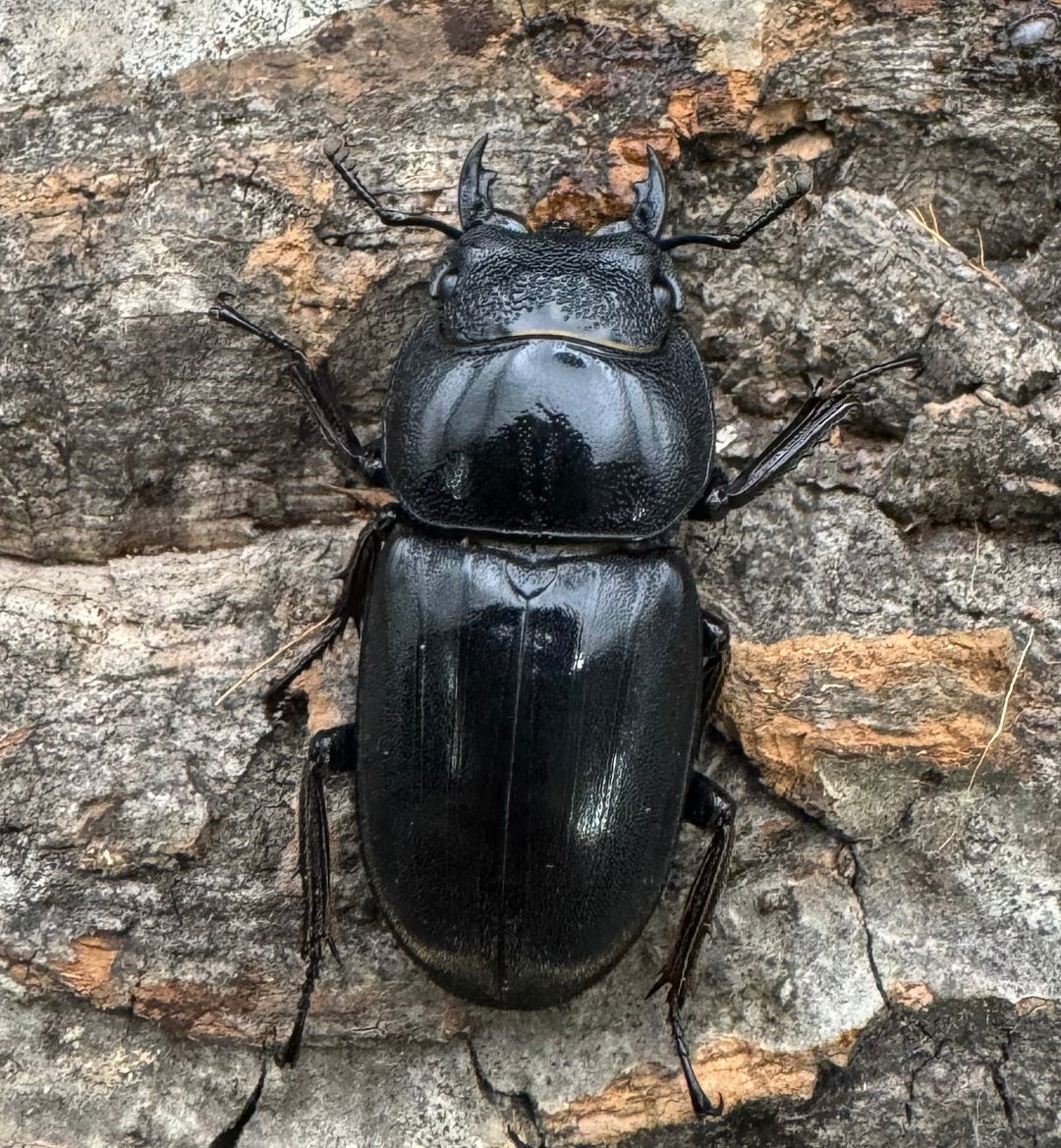 【WD】《北カマリネスヒラタ 83mm ペア》