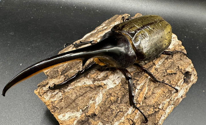 《ヘラクレス・ヘラクレス 153mm ペア》