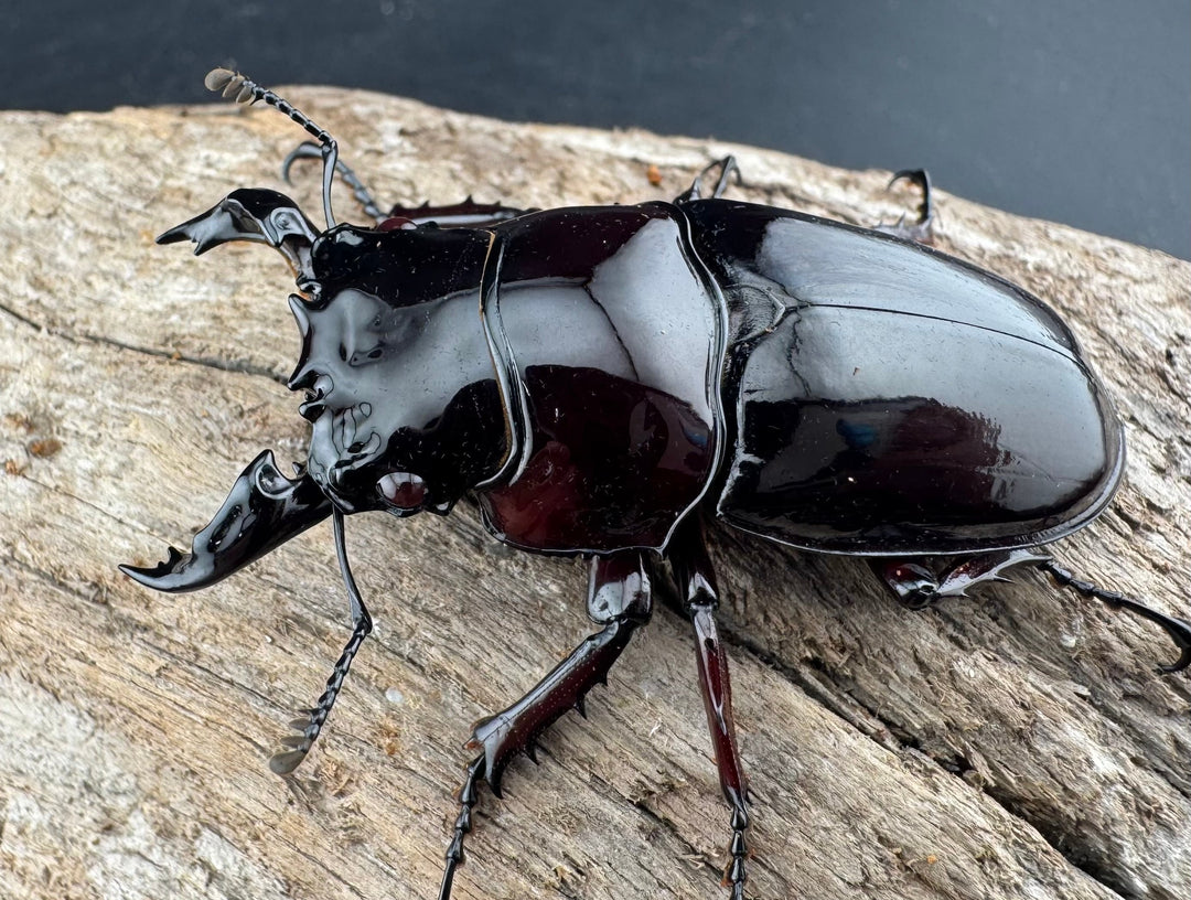 【赤目】《赤レギウスオオツヤクワガタ 魔閃紅血統 58mm ペア》inohiro109氏ブリード個体