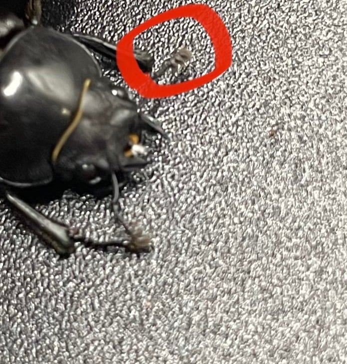 【WD】《オーエンノコギリクワガタ中国亜種melli 36.4mm ♂♀B品♀トリオ》