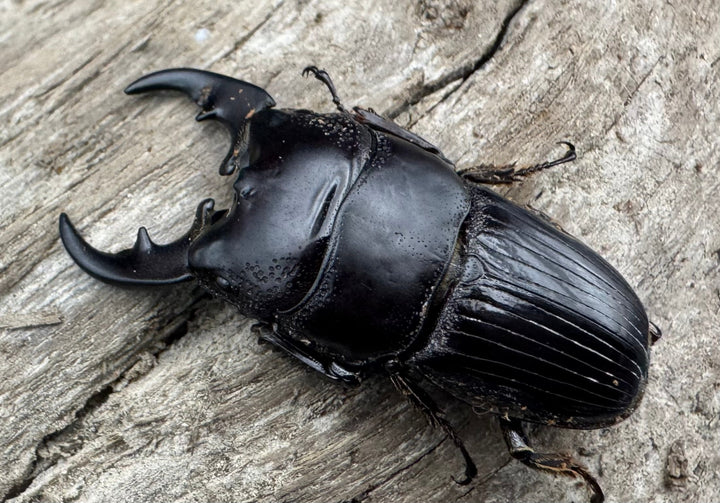 【WD】《フィリピンネブト亜種バンガイエンシス 33mm ペア》