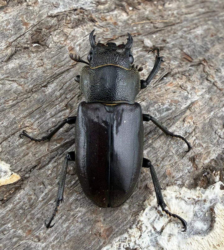 《メタリフェルホソアカ亜種イソガイ 76.5mm ペア》