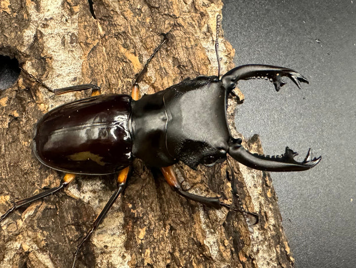 【WD】《インペリアリスツヤ亜種komorii 67mm ペア》