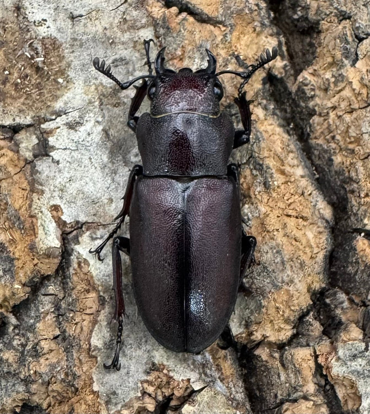 【WD】《ギラファホソアカクワガタ 59mm ペア》