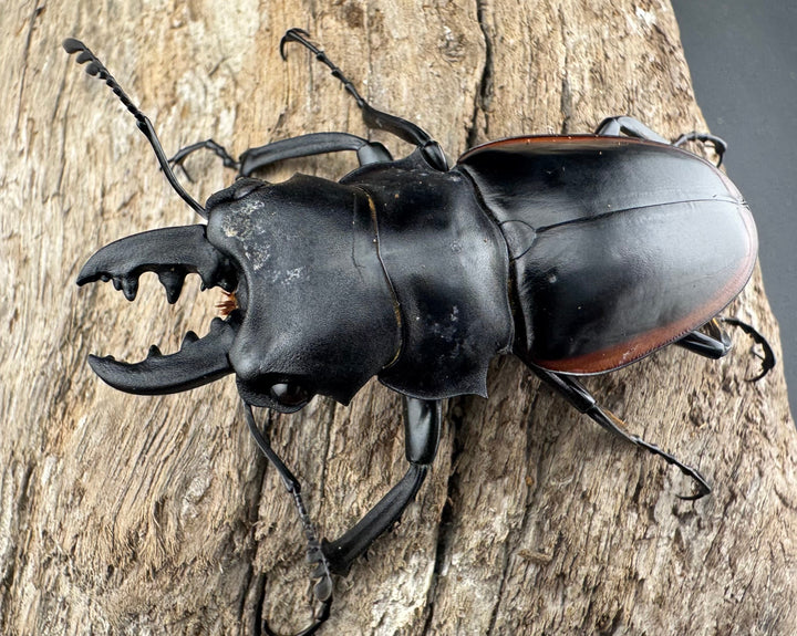 【WD】《クベラツヤクワガタ亜種sinensis 海南省産 58mm ペア》