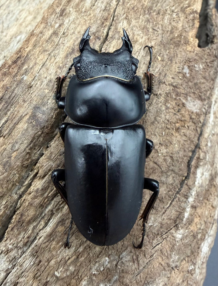 【WD】《ネパレンシス ssp. メトク産 64mm ♂♀♀トリオ》