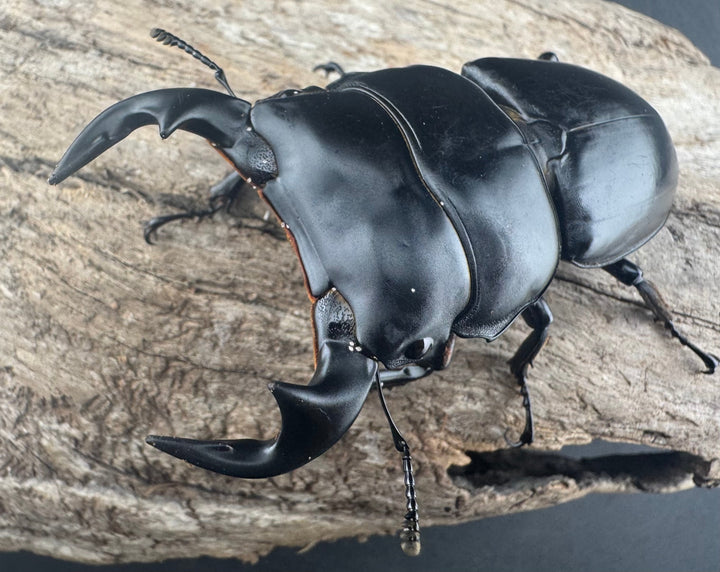 【WD】《アンタエウスオオクワ亜種miyashitai 72mm ペア》