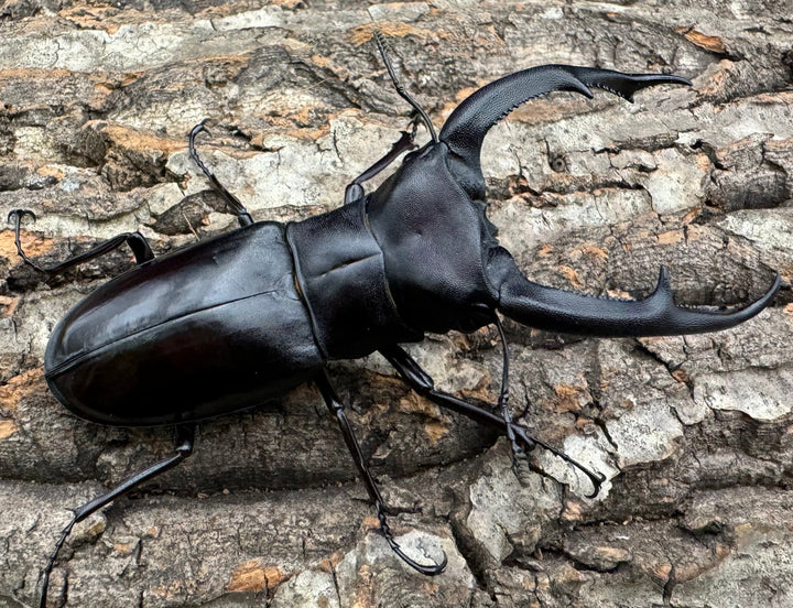 【WD】《マンディブラリスフタマタ 102mm ペア》