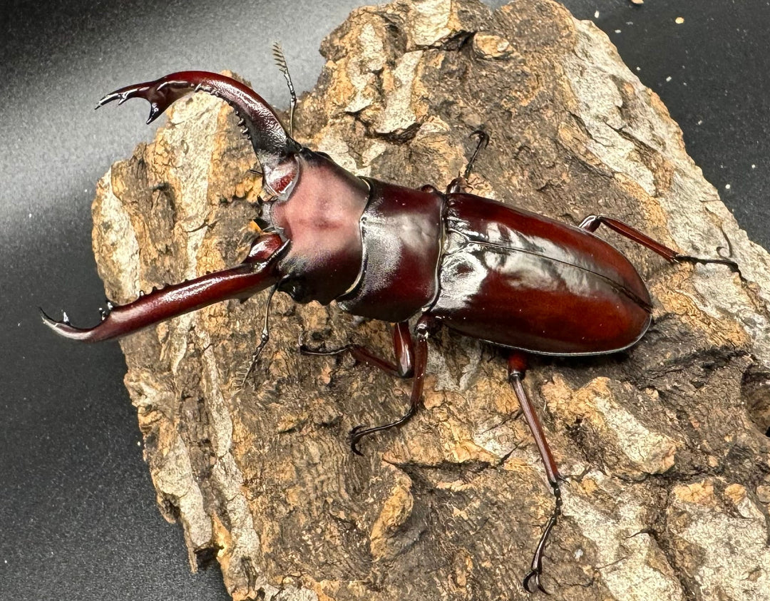 《フォルスターフタマタ亜種ニシ 紅系累代 72mm ペア》inohiro109氏ブリード個体