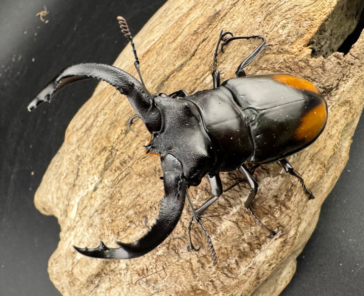 【WF1】《セアカフタマタ（パリーフタマタ） 71mm ♂♀♀トリオ》