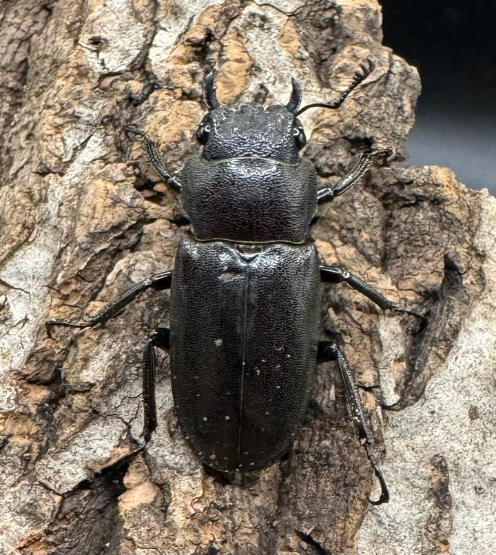 【WD】《メタリフェルホソアカ 85mm ペア》