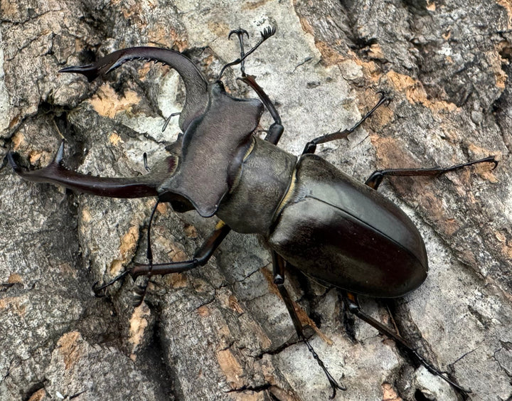 【WD】《クラーツミヤマ原名亜種 59mm ペア》