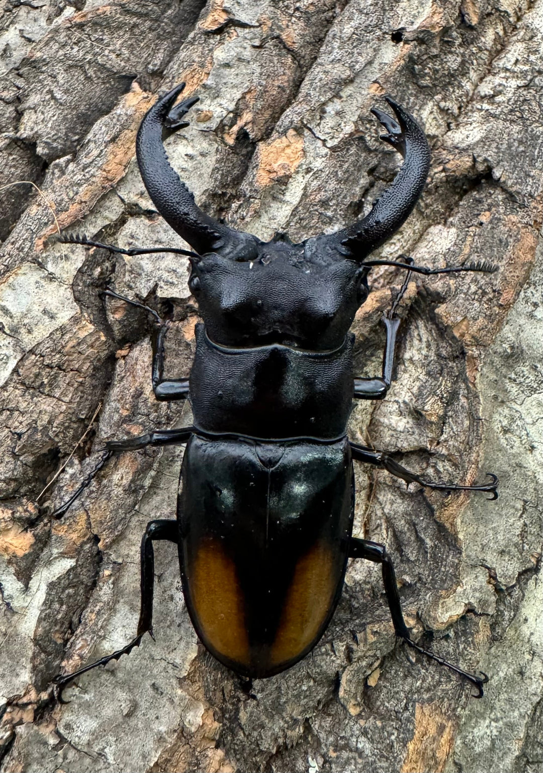 【WD】《セアカフタマタ（パリーフタマタ） 75mm A’品ペア》