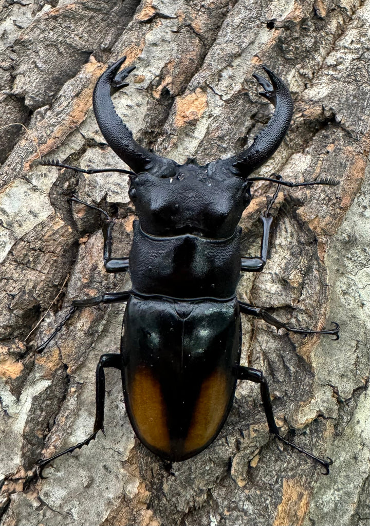 【WD】《セアカフタマタ（パリーフタマタ） 75mm A’品ペア》